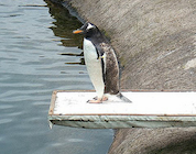 A penguin standing at the end of diving board, looking at the water below.