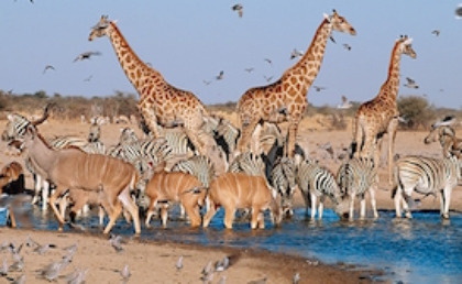 A mixed group of animals at a watering hole. Giraffes, zebras, wildebeests, birds.
